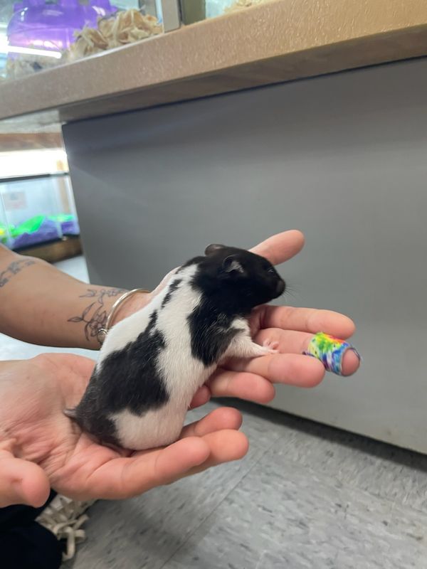 Dalmatian Bear Hamster, female
