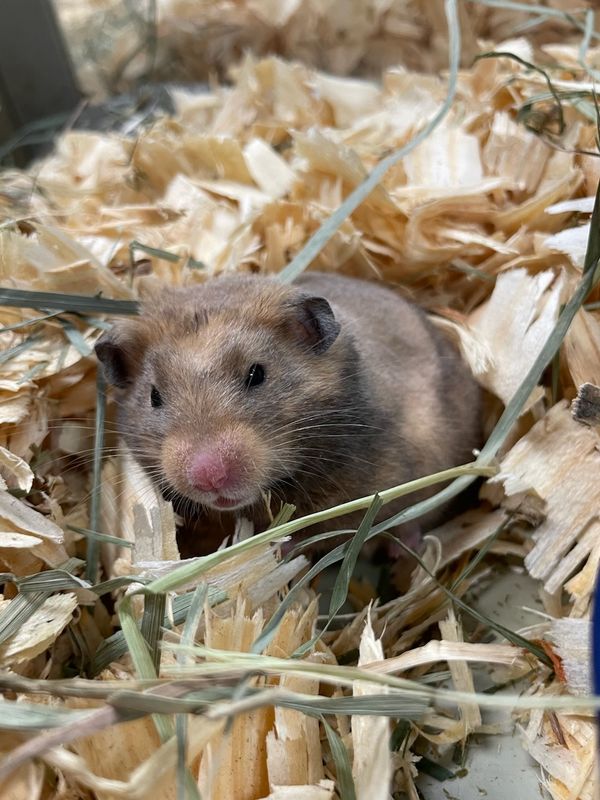 Fancy Bear Hamster, female