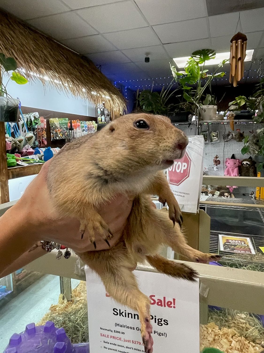 Prairie Dog, discounted.  READ POST!