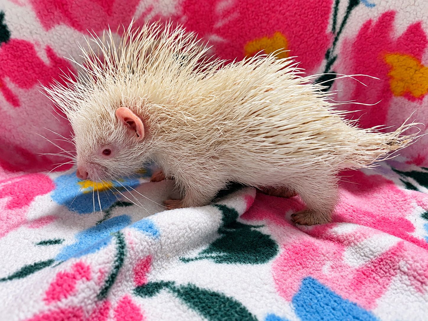 Albino, African Crested Porcupine