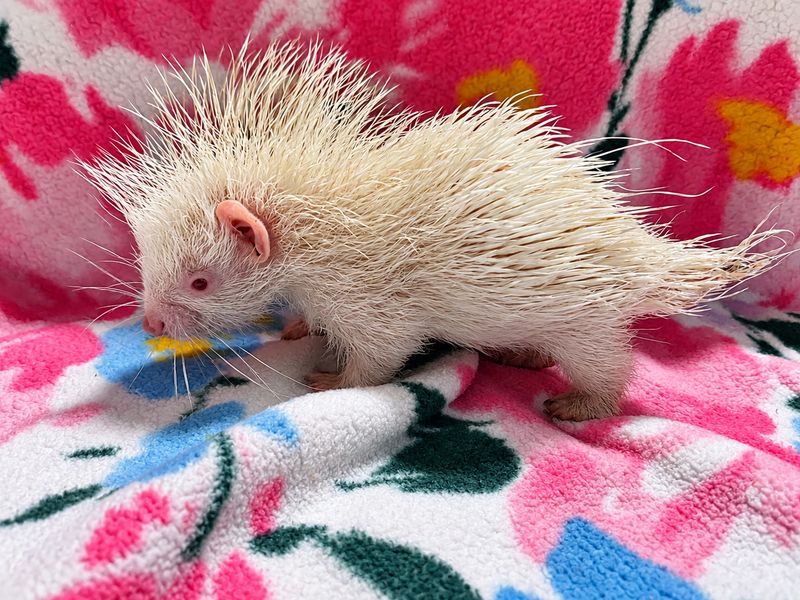Albino, African Crested Porcupine
