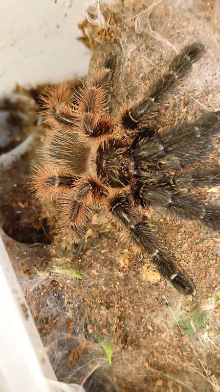 Darth Maul Tarantula
