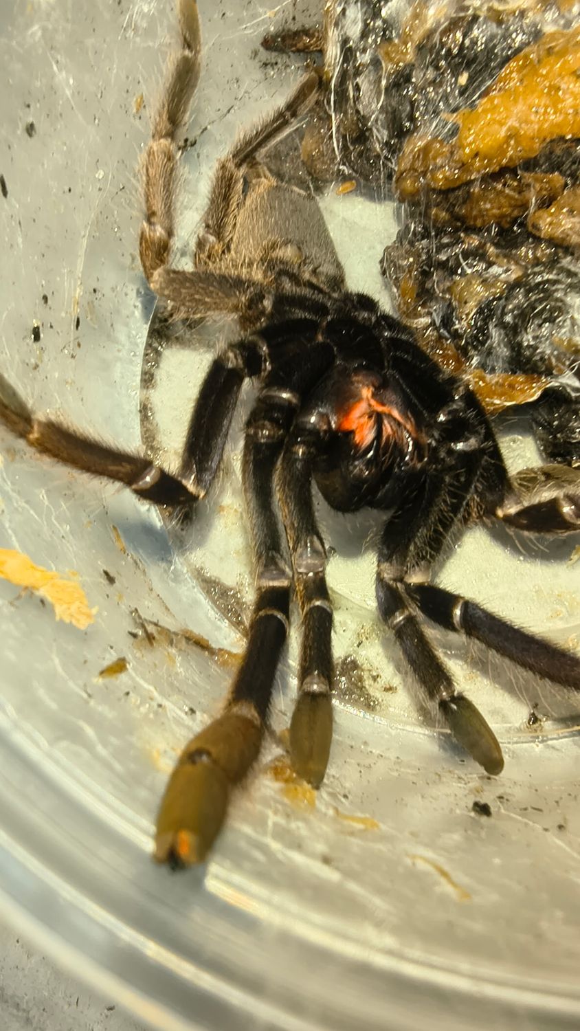 Bach Ma Earth Tiger Tarantula