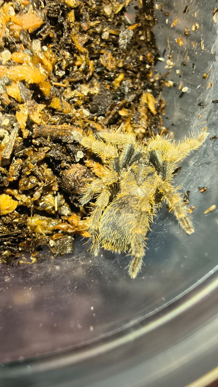 Ho Chi Minh Tarantula