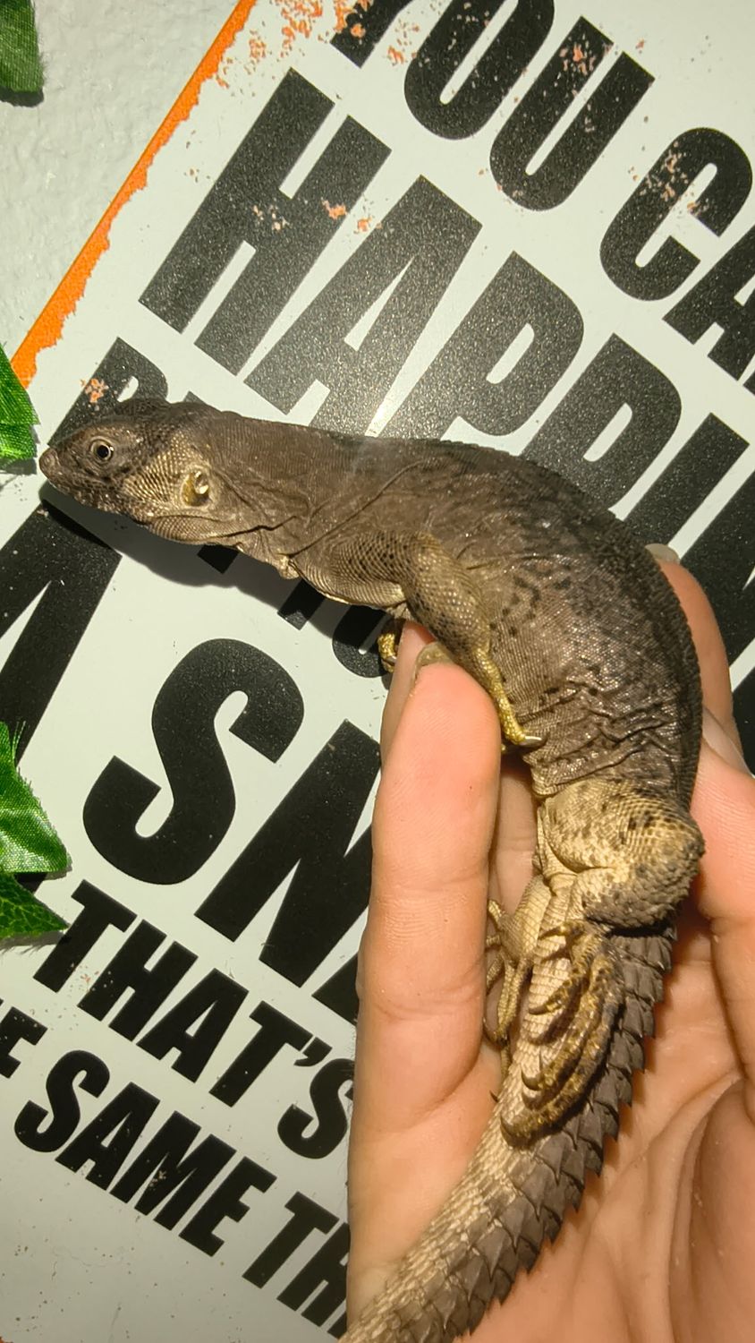 Club Tail Iguana