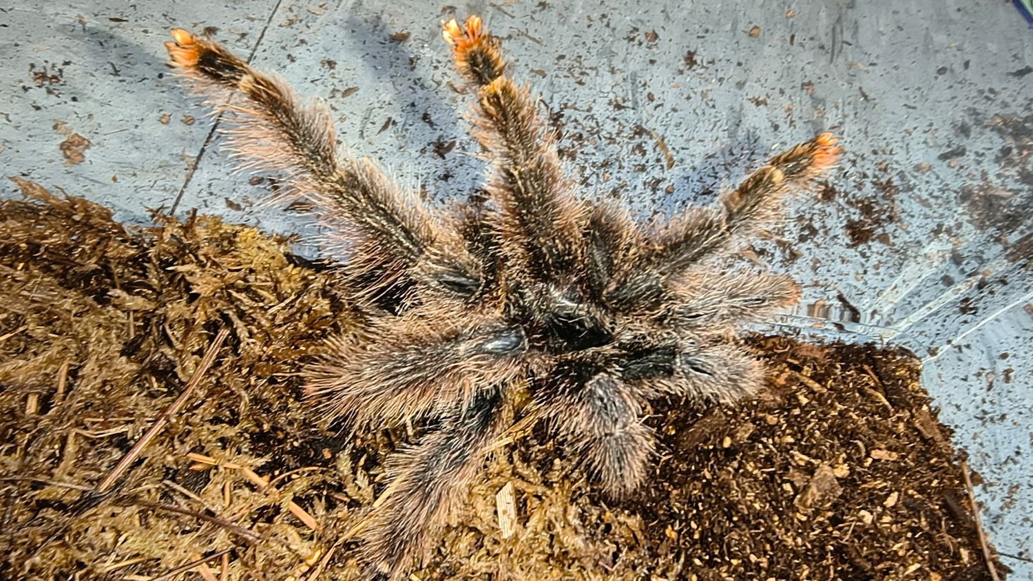 Metallic Pink Toe  Tarantula