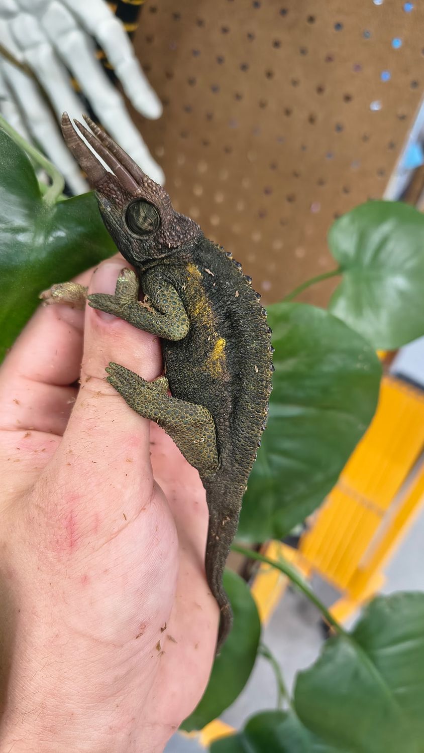 Rainbow Jackson Chameleon