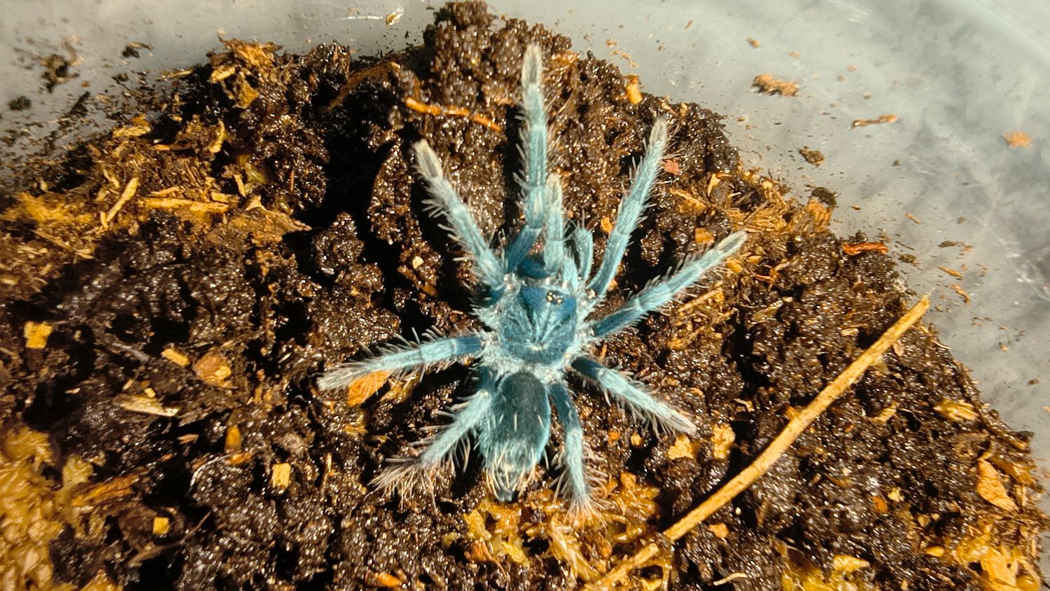 Dominican - Emerald Tarantula
