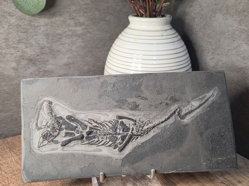 Keichousaurus Fossil