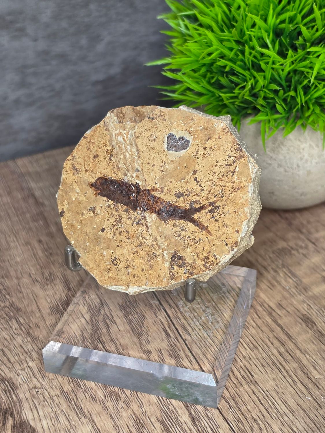 Fossilized Fish