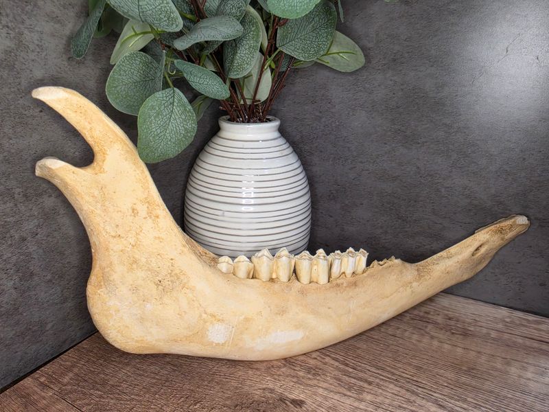 Buggalo Jaw Bone