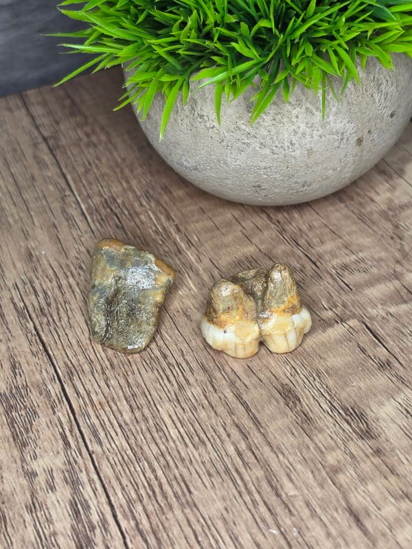Fossilized, Cave Bear Teeth!