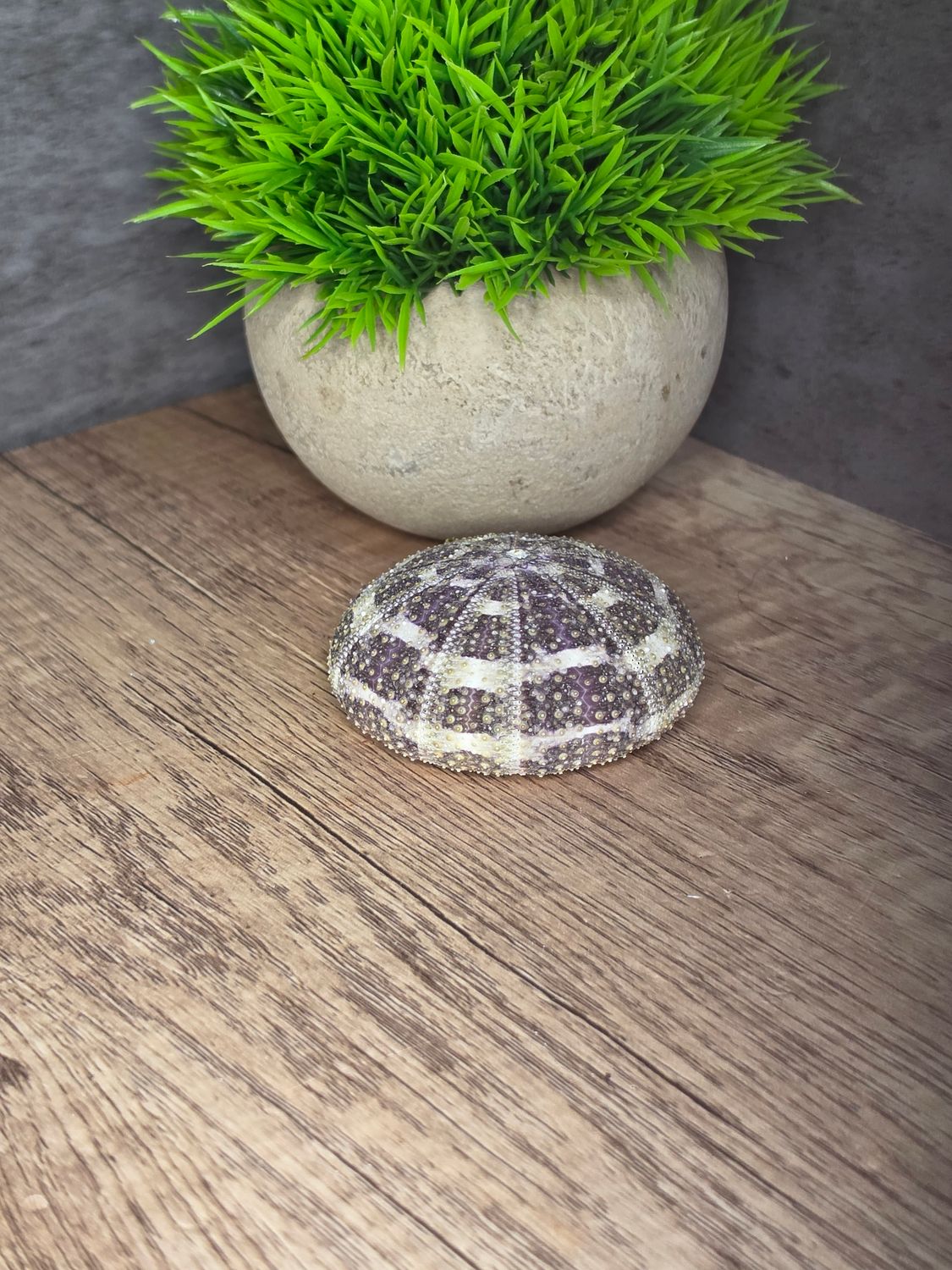 Urchin Shell
