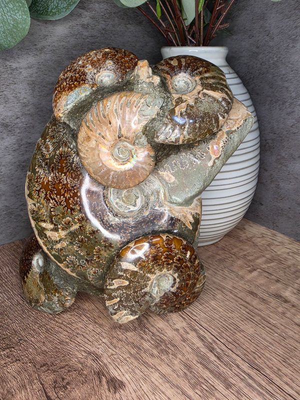Ammonite Fossil Cluster, #2