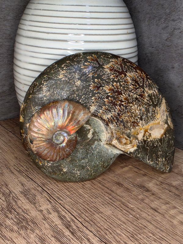 Ammonite Fossil Cluster, #3