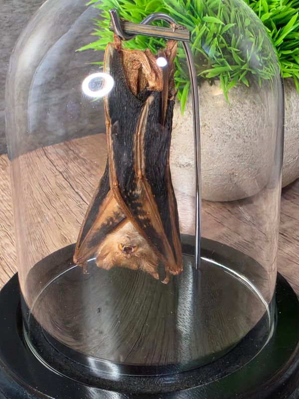 Taxidermy Bat in beautiful display case!