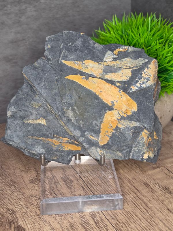 Carboniferous Macroneuropteris Leaf Paleozoic Plant Fossil