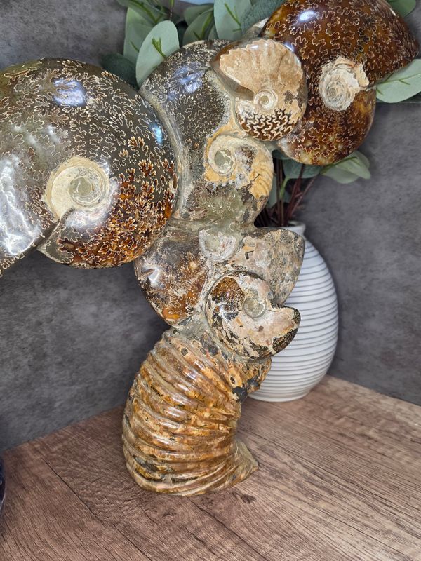 Ammonite Fossil Cluster, #1