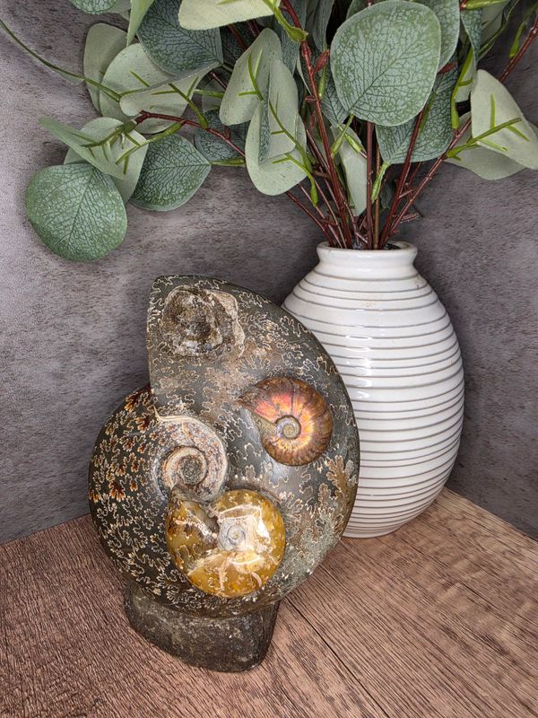 Ammonite Fossil Cluster, #4