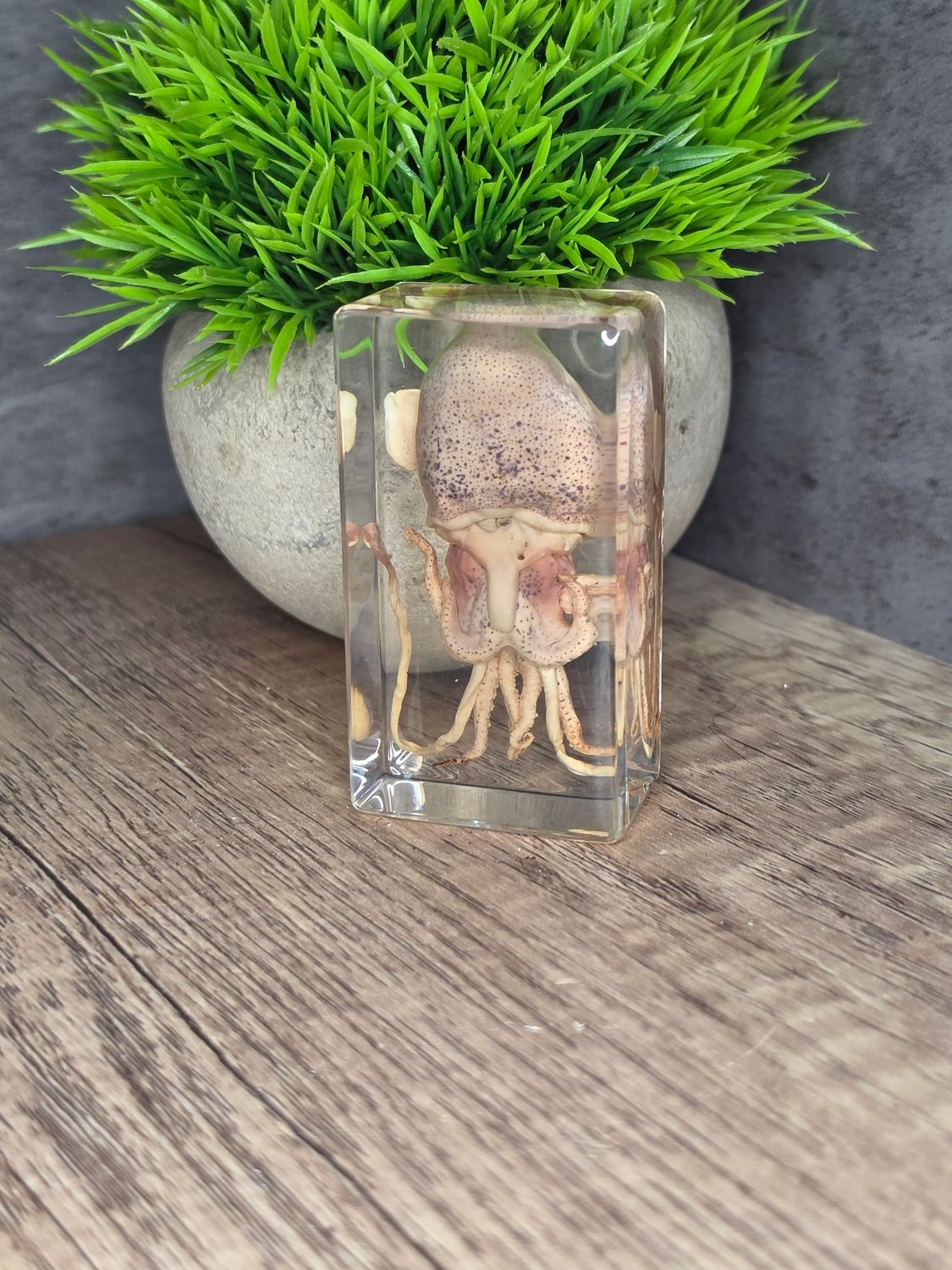 Cuttlefish in acrylic