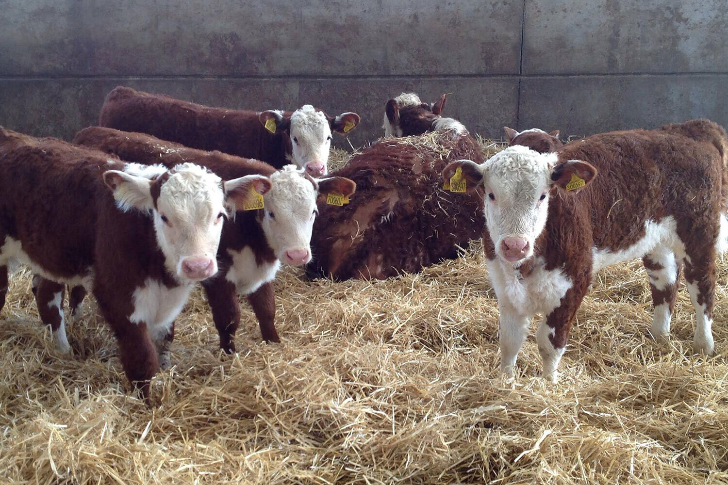 Moor Farm