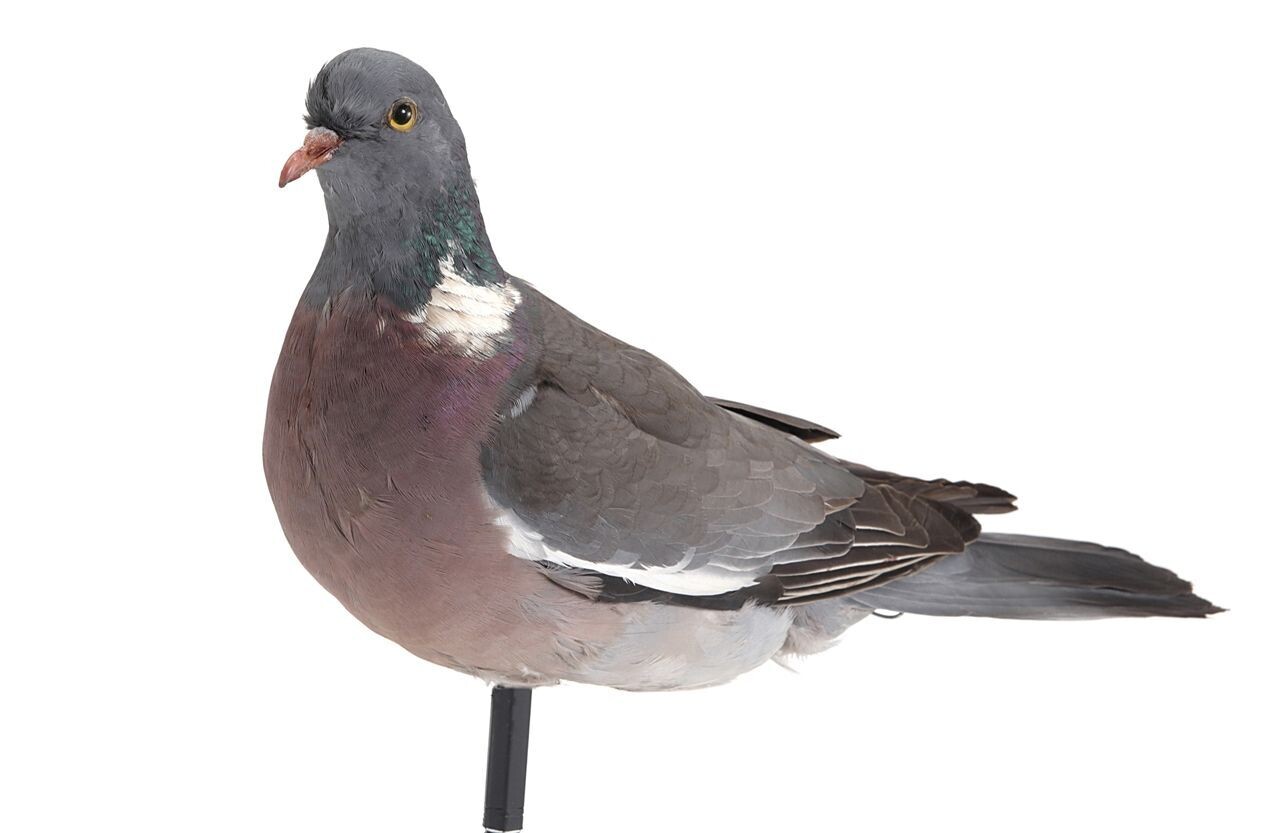 Pianeta Colombaccio Colombaccio Imbalsamato Pianeta Colombaccio Colombaccio Imbalsamato