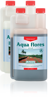 Canna Aqua Flores