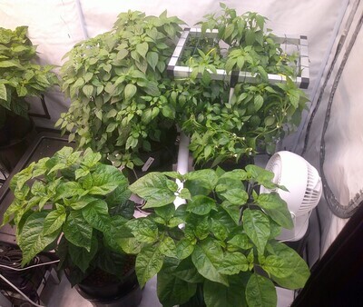 Pro Pot Systems