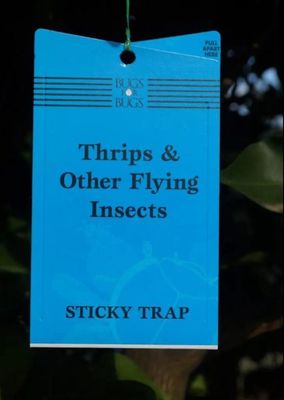 Sticky Thrips &amp; Other Flying Insects Traps Blue
