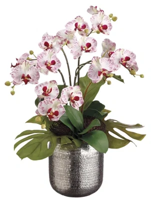 Phalaenopsis in Silver Container