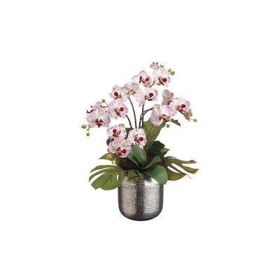 Phalaenopsis in Silver Container
