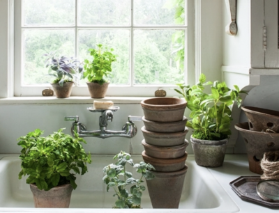 Kitchen Garden Plants