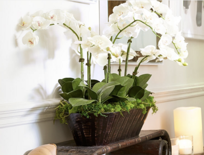 Orchids