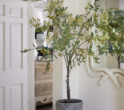Trees & Plants