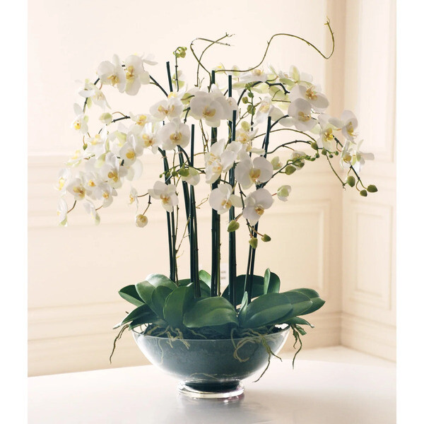 Large White Phalaenopsis in Glass 32''