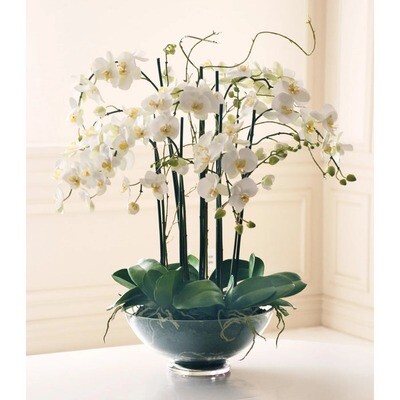 Large White Phalaenopsis in Glass 32''