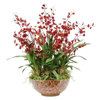 Red Dancing Orchids in Bowl