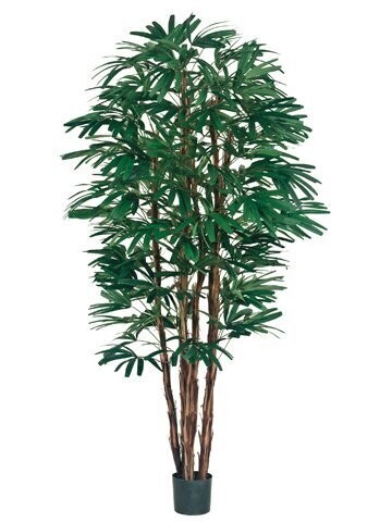 7' Rhapis Tree x6