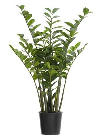 4' Zamioculcas Zamiifolia Plant