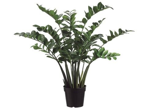 3' Zamioculcas Zamiifolia Plant