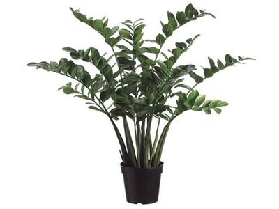 3' Zamioculcas Zamiifolia Plant