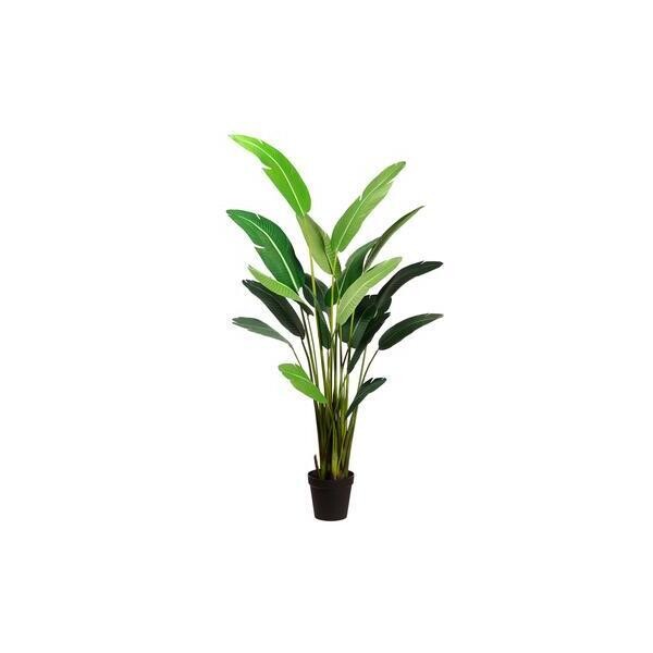 95" Bird of Paradise Plant