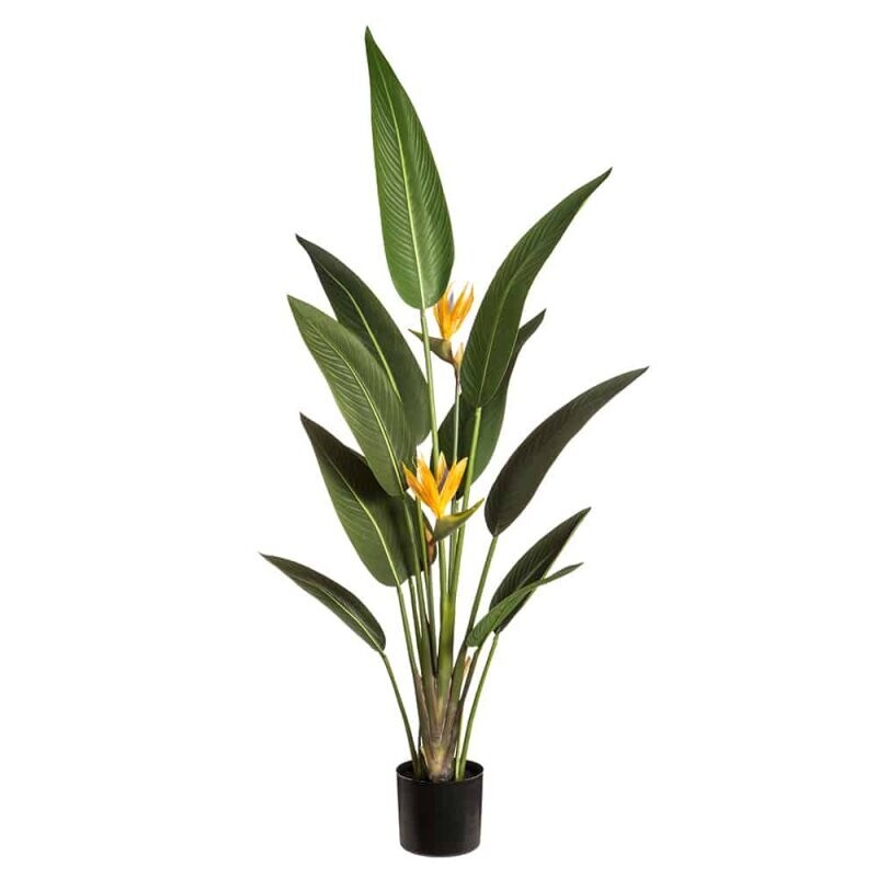 5' Tropical Bird of Paradise Plant