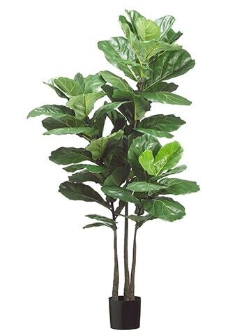 70" Fiddle Leaf Plant