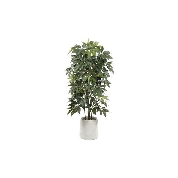 90" Schefflerra Tree