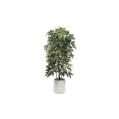 90" Schefflerra Tree