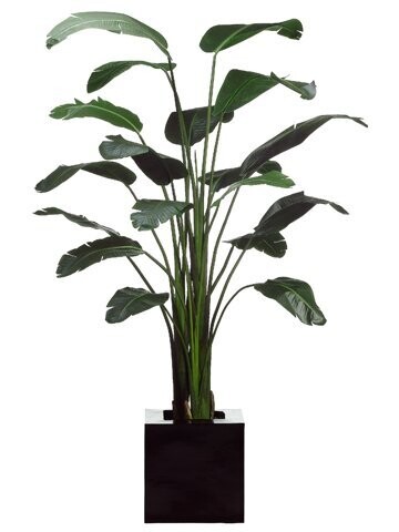 8.5' Bird of Paradise Palm