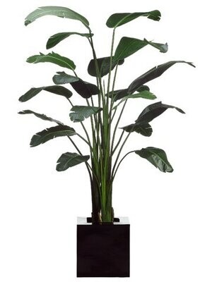 8.5' Bird of Paradise Palm