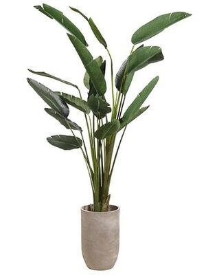 8' Bird Of Paradise Palm Tree