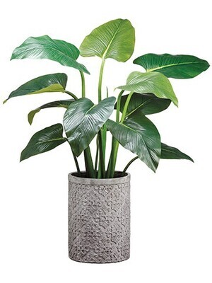 48″ EVA Curcuma Plant